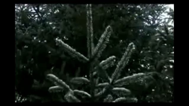 Фракталы в природе.mp4 смотреть онлайн