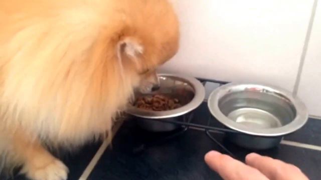 Злой шпиц кусает за руку)) смотреть онлайн
