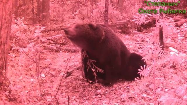 Танец Старого Пришлого Медведя Фотоловушки (4 часть) смотреть онлайн