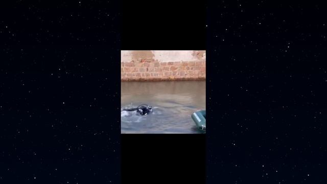 ЛУЧШИЕ ПРИКОЛЫ 2022 ИЮЛЬ / РЖАКА ДО СЛЕЗ / ПРИКОЛЫ #приколы #приколы2022 #подборкаприколов2022 #угар