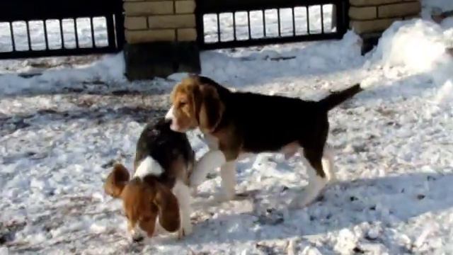 Питомник биглей "DARLING JOY". Первый снег для Кейдена и Клиффорда. смотреть онлайн