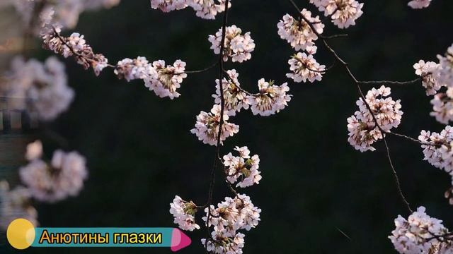 Удивительное ? искусство природы в Ultra Full HD #XIII смотреть онлайн