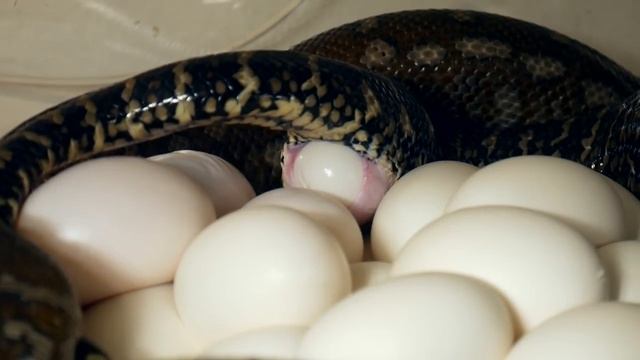 КУЧА ЯИЦ ОТ МАЛЕНЬКОГО ПИТОНА! Получил кладку от питона Бредли (Morelia bredli) смотреть онлайн