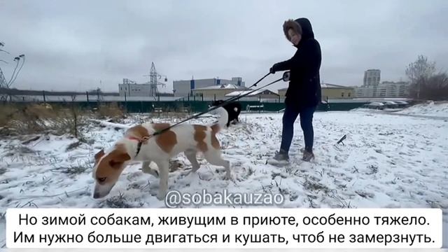 Один волонтерский день в приюте «Щербинка» или «Первый снег»❄️ Проект Собака Юзао смотреть онлайн