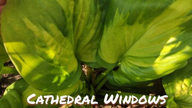 Хоста сорт Cathedral Windows смотреть онлайн