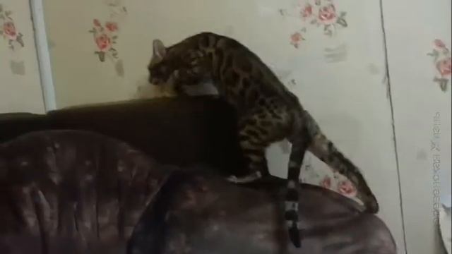 Мой Бенгальский кот