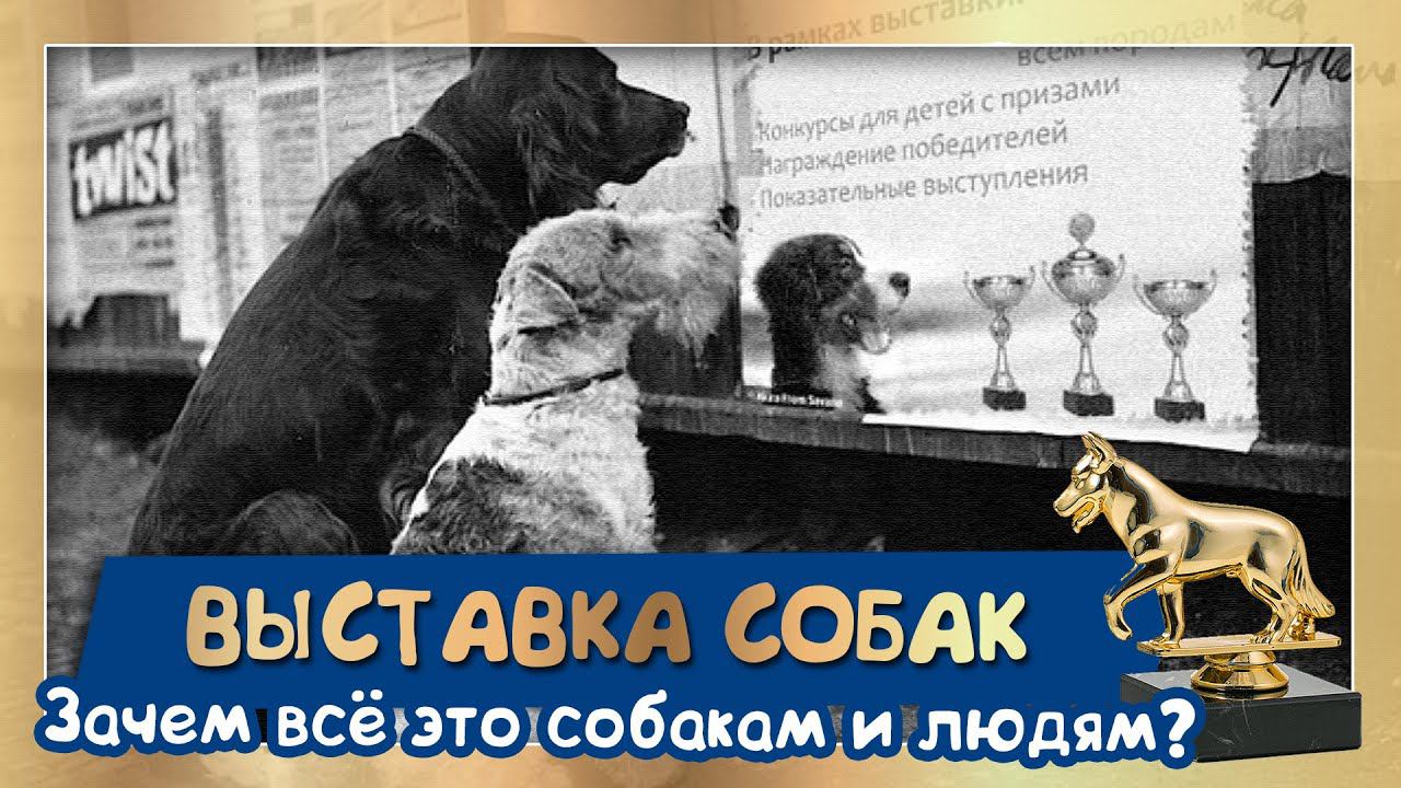 Выставка собак. Зачем это собакам и людям? (подробный гайд от Галины Меренковой)