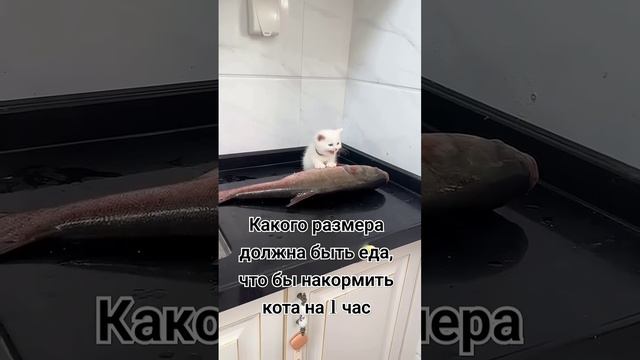 Котик очень голодный смотреть онлайн