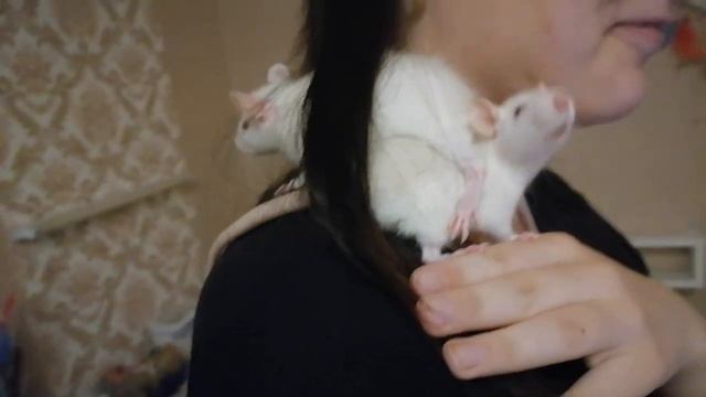 Новые питомцы. Просьба придумать имена. смотреть онлайн