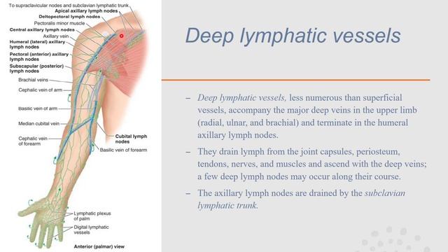 Lymphatic Drainage Of Upper Limb смотреть онлайн