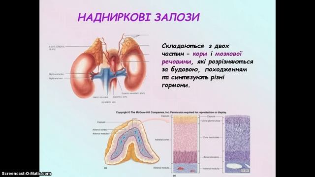 Гормони смотреть онлайн