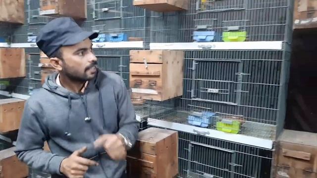 Love Birds Set Up Visit | Latest Birds Price Update November 2023 | @bkpetslover смотреть онлайн