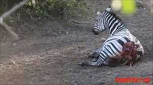 Нападения животных, нападения крокодила бои Зебра Крокодил против зебры