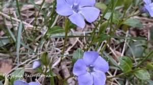 26 апреля День Фомаиды. Что нельзя делать 26 апреля. Народные традиции и приметы.