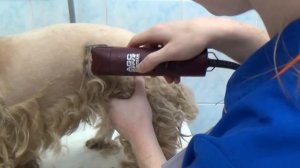 Стрижка собаки машинкой