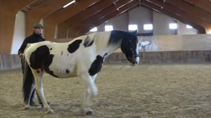 Гимнастика для лошади. Уроки мастерства работы в руках и на корде.