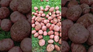 Картофель Уника.