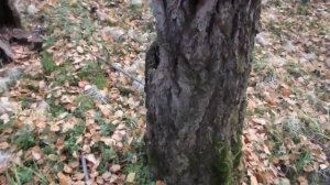 Ориентирование по природным признакам (пример 2)