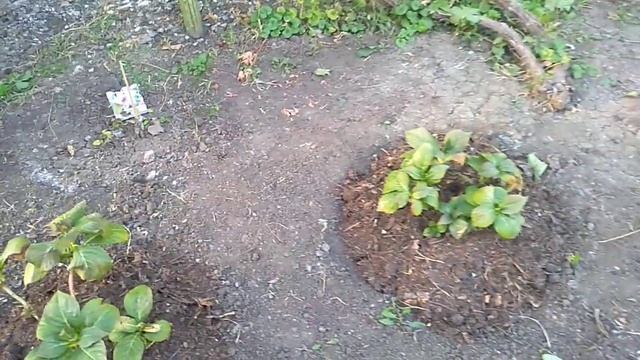 Подготовка гортензий первогодок к зиме. смотреть онлайн