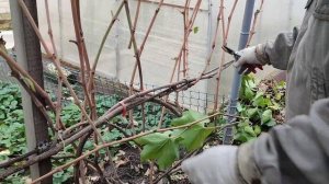 Обрезка трёх кустов винограда, веерная формировка, два из которых со смещенной зоной плодоношения