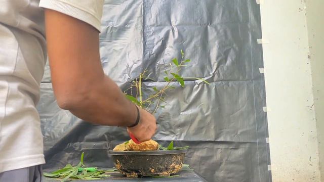 ACACIA AND DIVI DIVI BONSAI TREE PRUNING- CLIP AND GREW METHOD смотреть онлайн