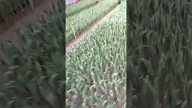 Выгонка тюльпанов 20ферваля смотреть онлайн