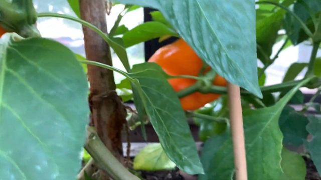 Garden. Обзор нашей любимой дачи 2021. дизайн дачи. удача на даче 242 смотреть онлайн