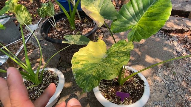 หูช้างต้องหมั่นเปลี่ยนกระถาง จะได้โตไวๆ อโลคาเซียหูช้างด่างเหลือง Alocasia Gageana Aurea Variegated смотреть онлайн