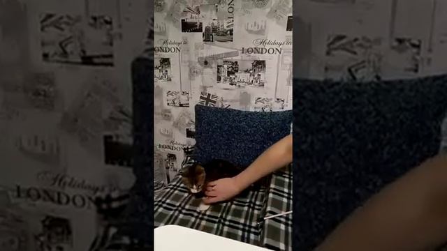 17.06.2018 - Кошка Кроша уехала домой (видео из дома) смотреть онлайн