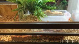 Разведение маисовых полозов. Часть 2: Ссаживание и спаривание