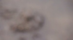 Алтай Завьялово и Горный Алтай