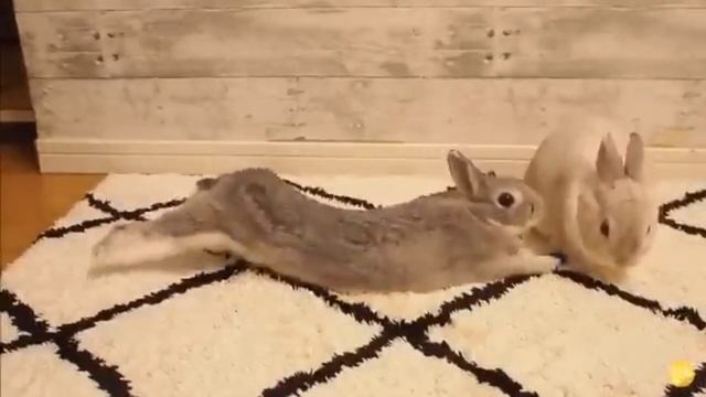 Пандикуляция или то что ты делаешь утром после сна смотреть онлайн