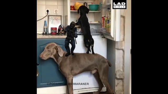 Gmod Dance WILL Be More Popular than Fortnite Dance day 4 dogs смотреть онлайн
