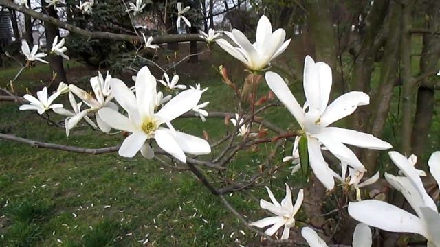 Магнолии разных видов полностью расцвели! Different types of #magnolias have fully #blossomed смотреть онлайн