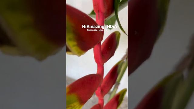 Exotic Plants / Heliconia Rostrata (HiAmazing INDiA) смотреть онлайн