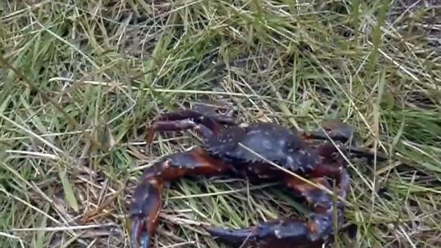 5 Краб морской июль 2013 г ДАЛЬГИПРОТРАНС=00 21=видио смотреть онлайн