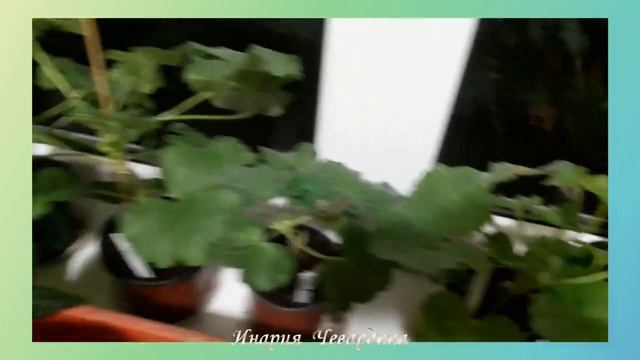 Зимний сад Комнатные цветы март 2020г смотреть онлайн