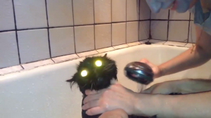 Кот кричит - Я бык!