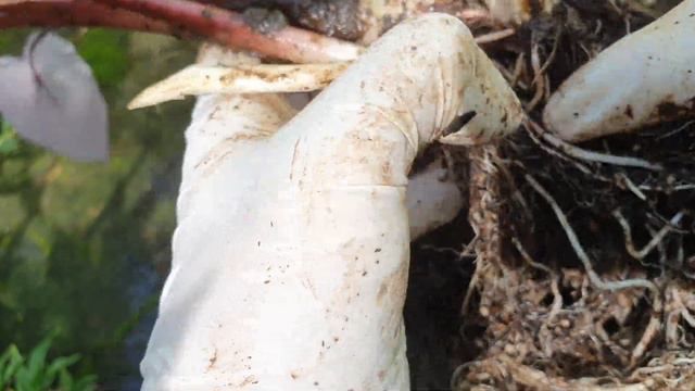 #59 - Colocasia Black magic Propagation | Stem Split смотреть онлайн