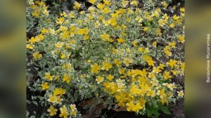 ❀ Идеальный кустарник для «ленивых» садоводов - Керрия японская: выращивание, обрезка, размножение