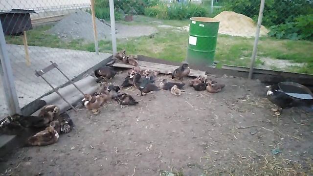 Петухи и индоутки// совместное содержание на откорм- целесообразность!!! смотреть онлайн