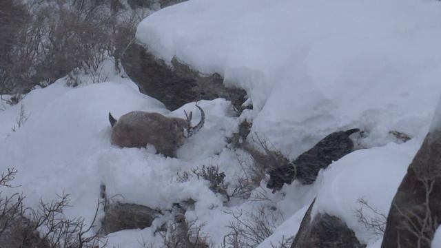 Охота на сибирского козерога в горах Джунгарского Алатау. 2015 год смотреть онлайн