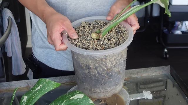 🌱 Monstera Thai Constellation Repot | Soil to LECA | Soil to Pon | Initial Transfer | houseplants 💚 смотреть онлайн