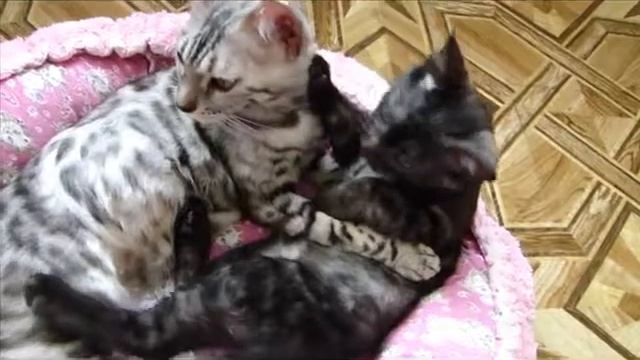 Финик - бенгальский котенок окраса "Черный дым". Продается! смотреть онлайн