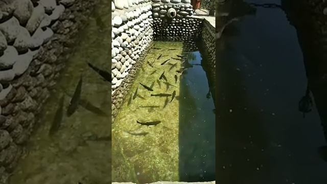 Форель на Медовых водопадах ).mp4 смотреть онлайн