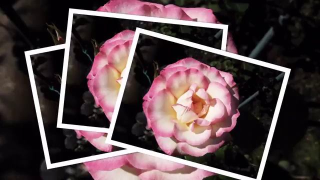 Роза Хендель смотреть онлайн