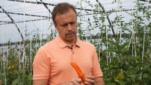 Каждая лиса свой хвост нахваливает - перец Лисий хвост