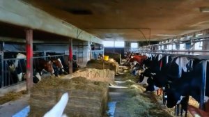 Кормлю ОДНА 70 животных. Сухое молоко для телят. Голштинские коровы. ЧТО ЕДЯТ КОРОВЫ В Германии