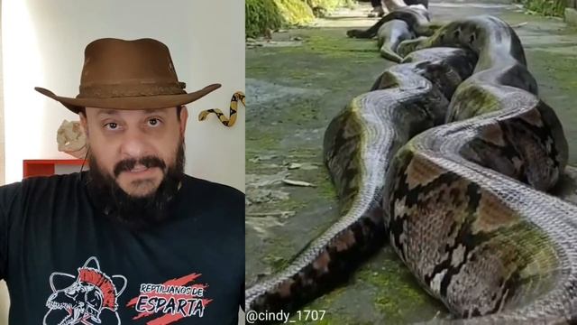 Mulher dorme com Cobra Python todas as noites, mas descobre algo ASSUSTADOR? | Biólogo Henrique смотреть онлайн