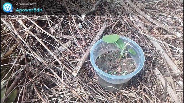 Argyreia nervosa / LSA / Ergina / Trepadeira elefante. смотреть онлайн